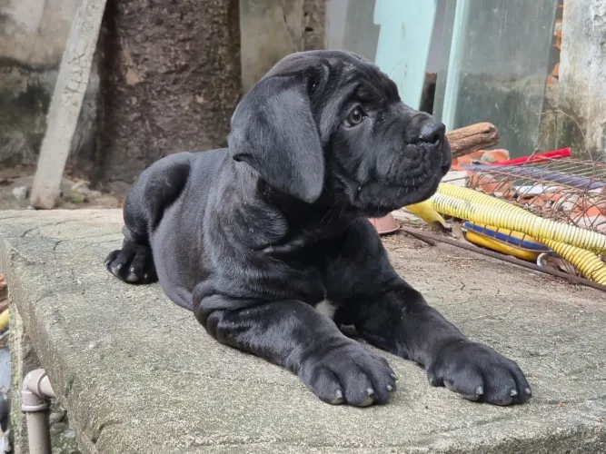 Cane Corso com pedigree