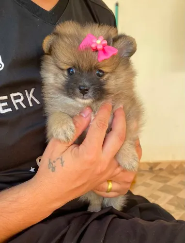 Spitz Alemão Fêmea