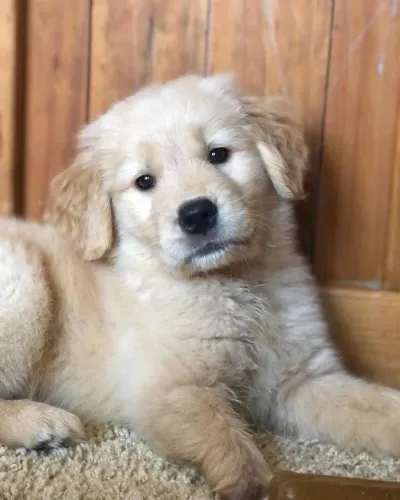 Disponiveis Golden Retriever Vacinados