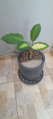 Planta Comigo Ninguém Pode com vaso