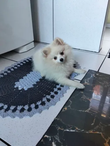 Filhote lulu da Pomerânia fêmea 3 meses
