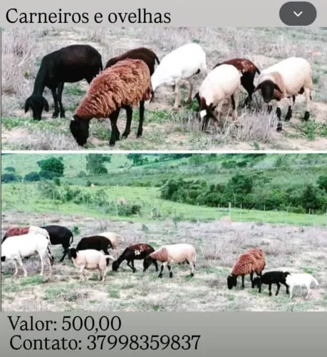 Carneiros e ovelhas 