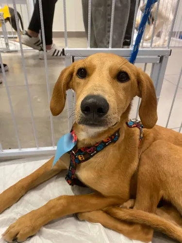 Doa se Otávio, porte pequeno,  7 meses, castrado, vacinado e vermifugado -Mooca SP
