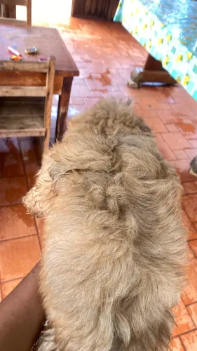 Vendo filhotes de shih - tzu 