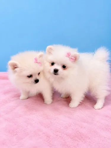 Lulu da Pomerânia fêmea - Linhagem Russa - Spitz Alemão
