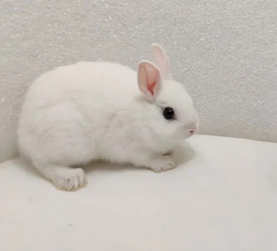 Filhotes de Mini Coelhos Holandês