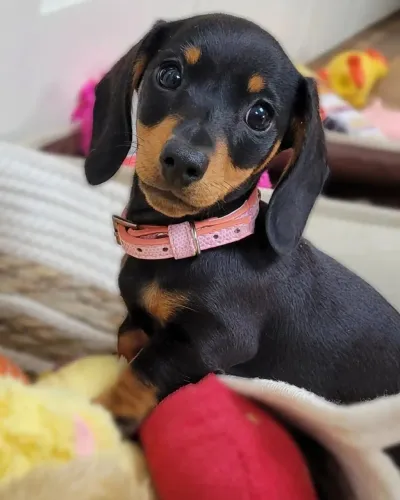 Cãozinho dachshund/teckel/basset/salsicha/cofap linhagem selecionada