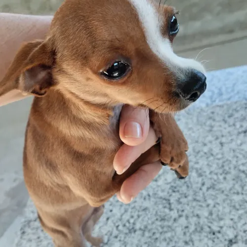 Pinsher 1 Machinho