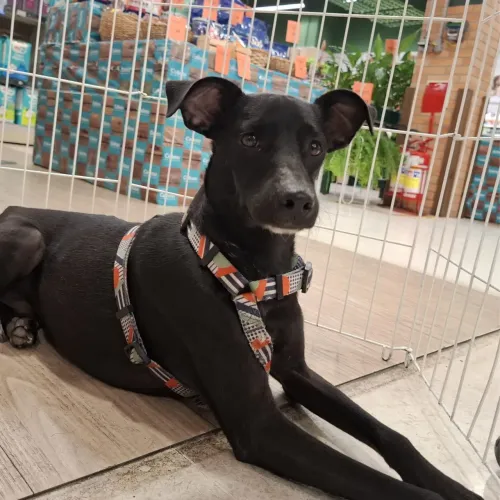 Cão castrado para adoção responsável 