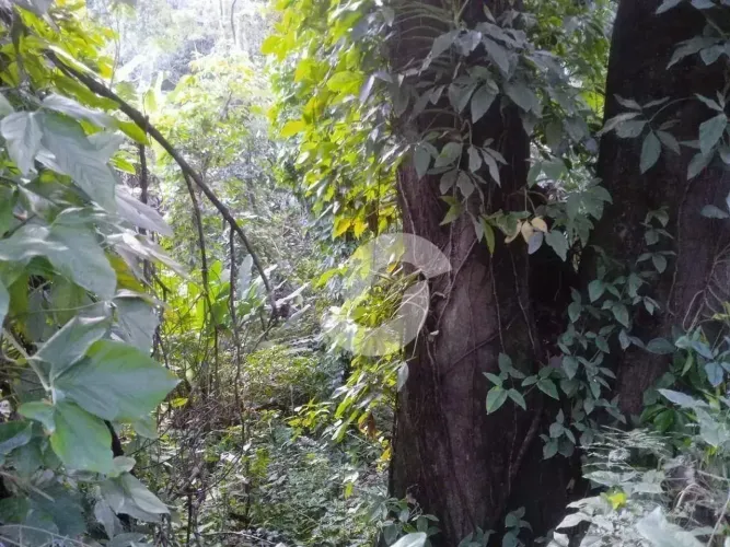 Terreno à venda, 795 m² por R$ 300.000,00 - Engenho do Mato - Niterói/RJ