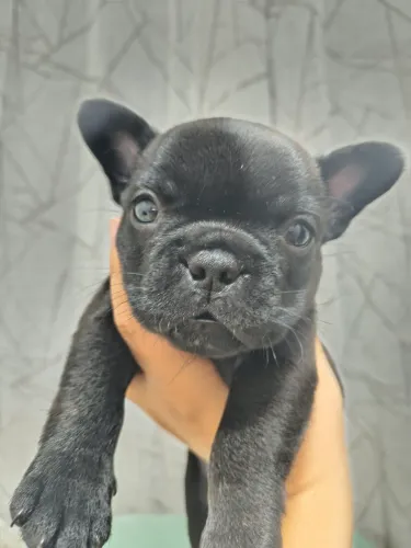 Fêmea - Bulldog Francês