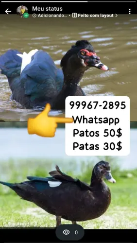 Patos e patas