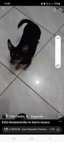 Pinscher Femea