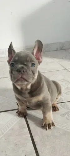 Bulldog francês 