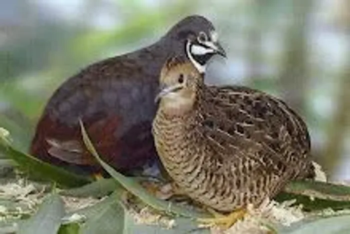 Codorna 