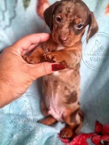 Basset Dachshund teckel brincalhoes