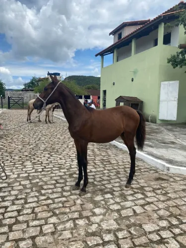 Potra Registrada Filha de Bi Campeão Nacional