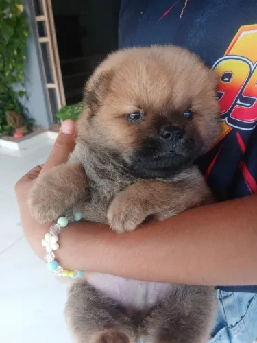 Chow chow parcela no cartão