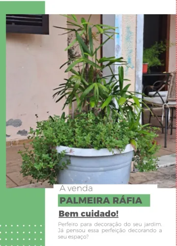 PLANTA PALMEIRA RÁFIA 