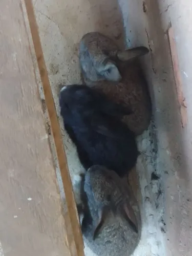 Vendo coelhinhos 