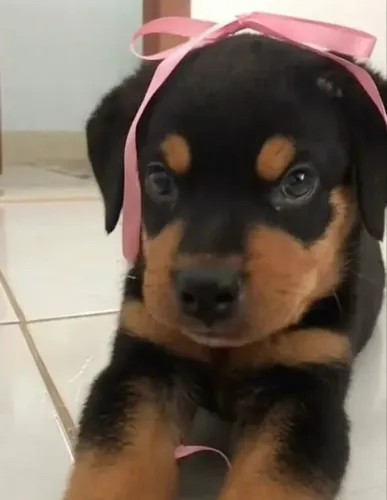 Rottweiler- carinho no olhar 