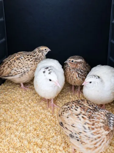 Codornas