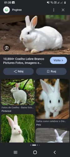 Coelho