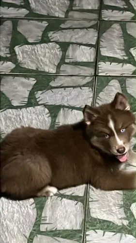 Huscky siberiano marrom macho