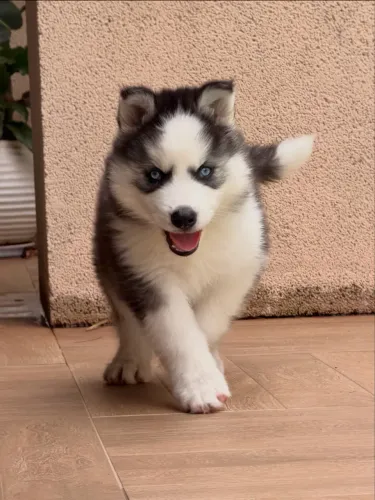 Filhotes de Husky Siberiano com Pedigree