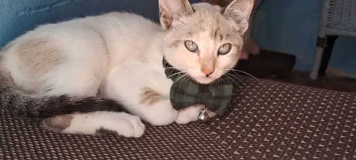 Doação gatinha 3 meses