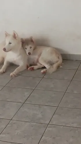 Husky 