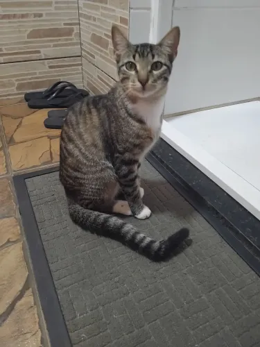 Gato 