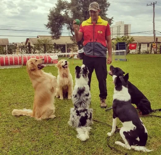Adestramento e orientação sobre seu pet
