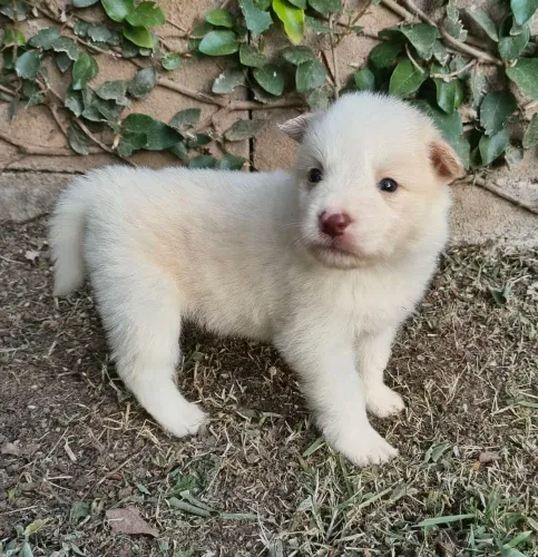 Lindo Border collie vermelho australiano