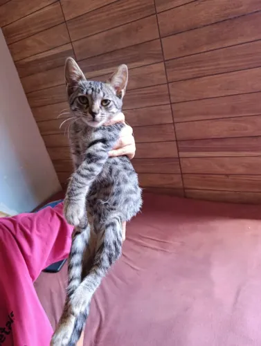 Gato abandonado doação