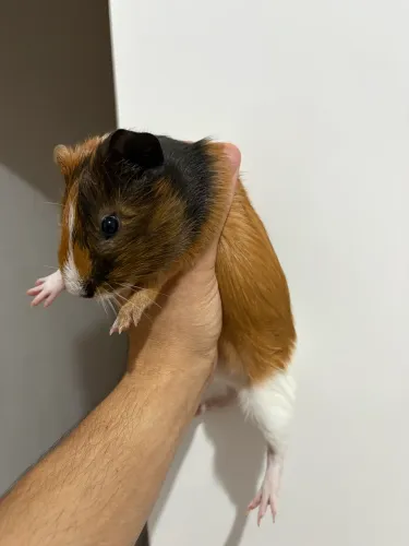 Porquinho da índia macho
