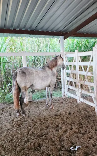 Égua tordilha MM c/documento