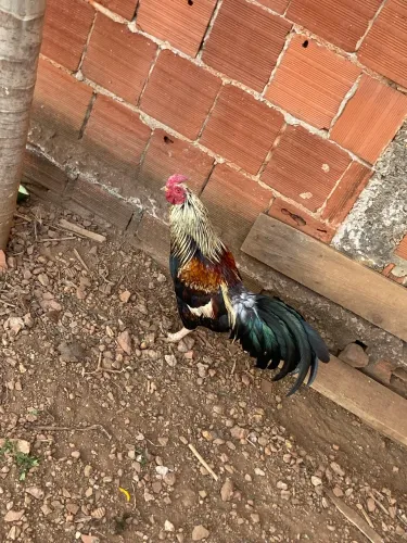 Galo 