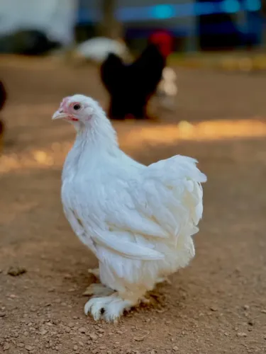 MINI COCHIN BRANCA - GENÉTICA DE QUALIDADE