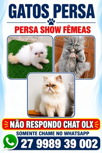 persas show machos e fêmeas 