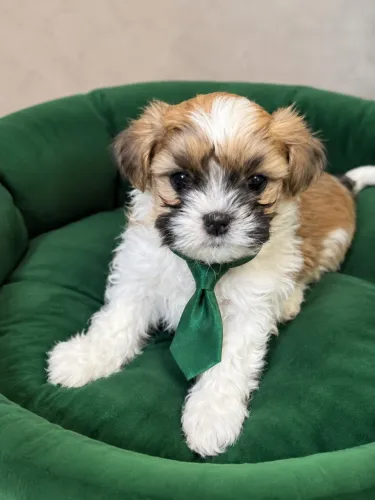 Incrível filhote de lhasa apso macho!!