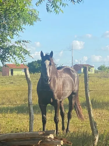 Égua quarto de milha Neta do ROXÃO