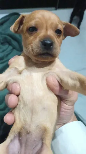 Pinscher com 48 dias vacinado e pedigree