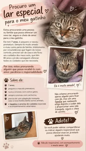 Doação gatinho