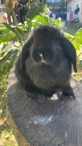 Coelho mini lop