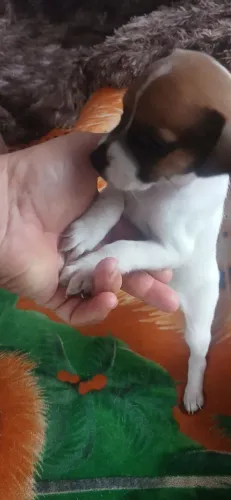 Tô vendendo um filhote de fêmea pitoquinho fox paulistinha valor r$ 50 já tá meio folgado