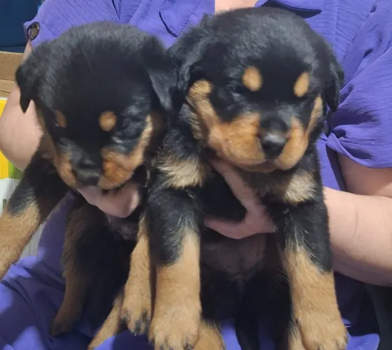 Vende-se filhotes de Rottweiler
