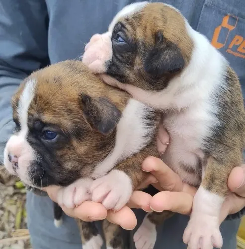 Filhote de cachorro raça  Boxer .