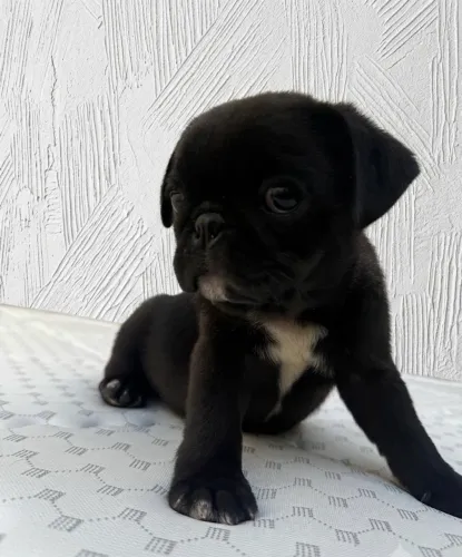 Cachorro Pug Fêmea cor Preta