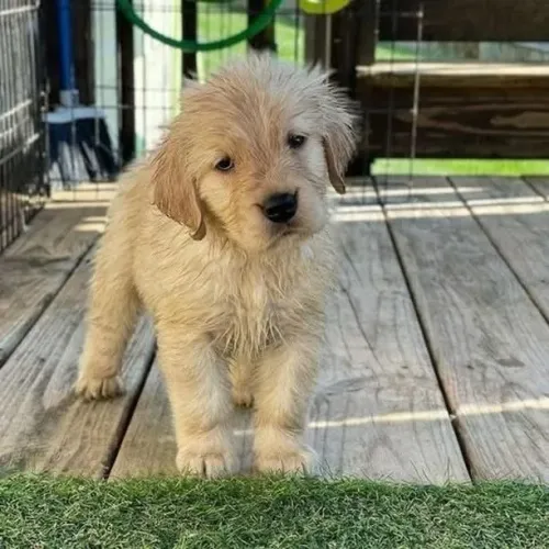 Filhotes de Golden Retriever | Patinhas fofas.